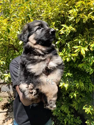 Purebred German Shepherd Puppy (1-3 Months)