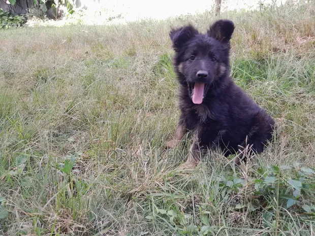 1-3 Month Male Purebred German Shepherd - 1