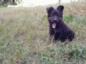 1-3 Month Male Purebred German Shepherd