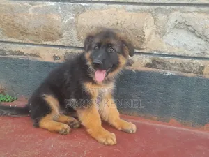 1-3 Month Male Purebred German Shepherd Puppy