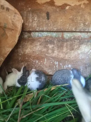 Rabbits for Sale - 1 Month Old