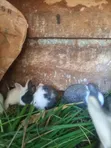 Sungura wa Kuuzwa - Mwezi 1 - 2