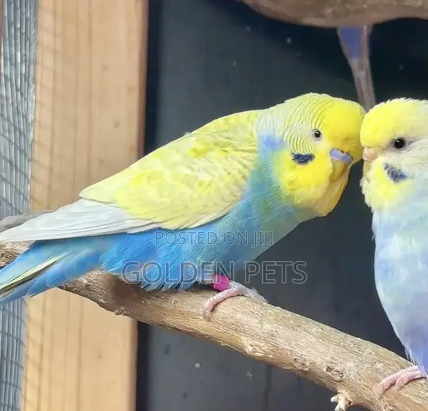 Budgies Watu Wazima - 1