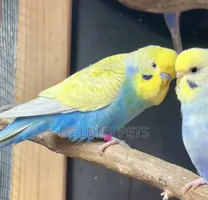 Budgies Watu Wazima