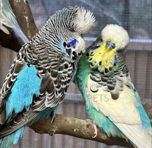 Jozi ya Budgies ya Kuzaa Iliyoungana - 1