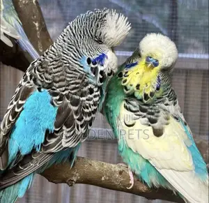 Bonded Breeding Pair Budgies