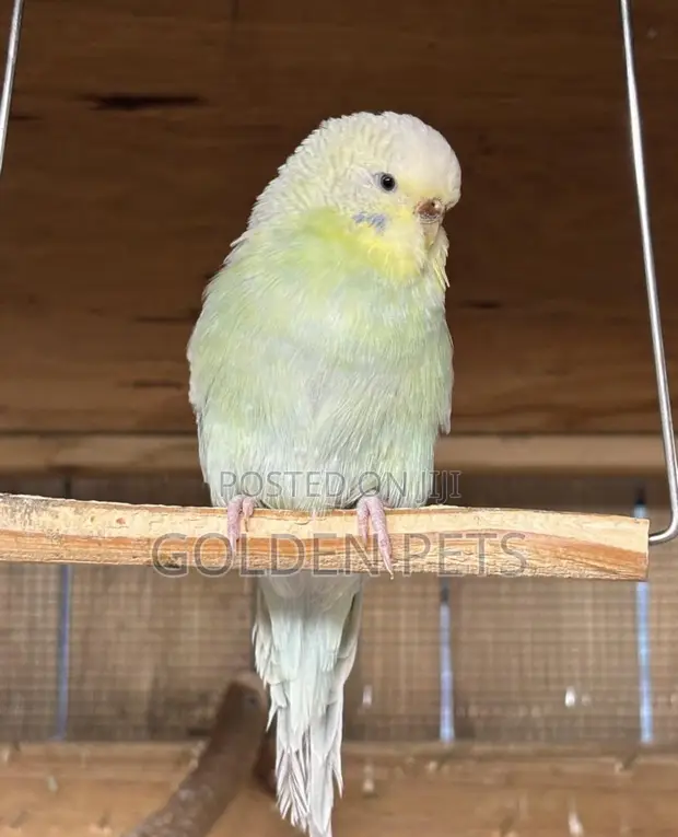 Budgie inauzwa - Nairobi - 1