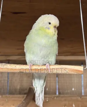 Budgie inauzwa - Nairobi