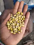 Yellow Beans - 2