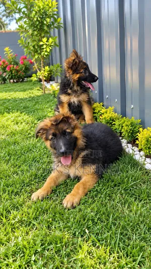 1-3 Months Male Purebred German Shepherd Puppy