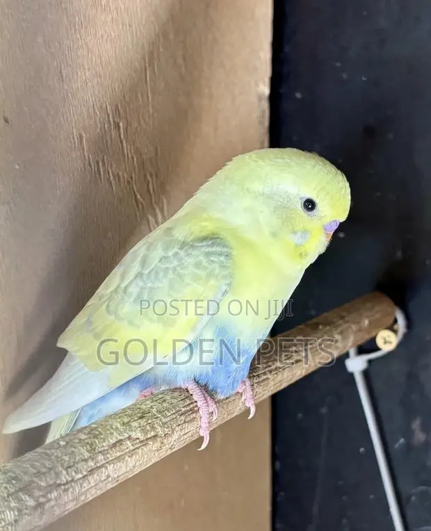 Parakeet Budgie - 1