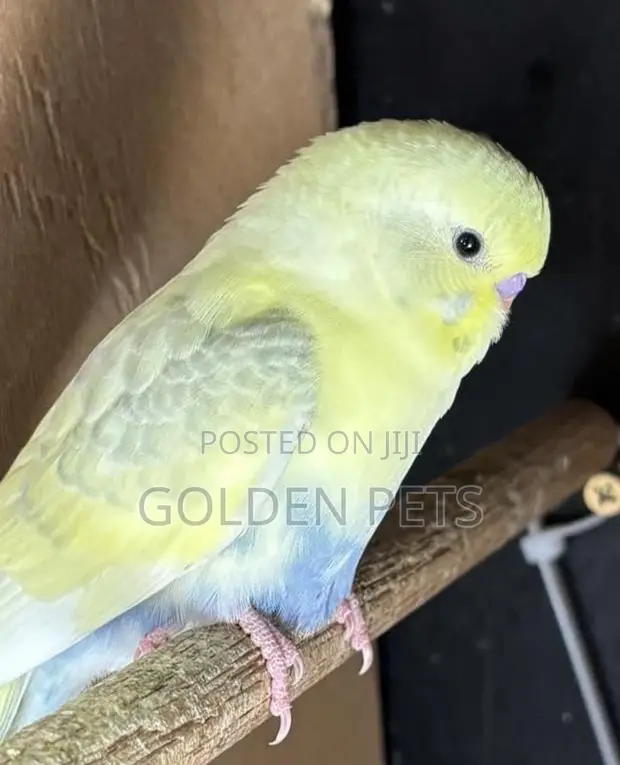 Parakeet Budgies Zinapatikana - 1
