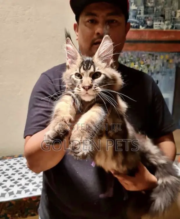 Kitten Mzazi wa Maine Coon - Miezi 1-3 - 1