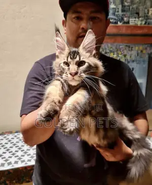 Purebred Maine Coon Kitten - 1-3 Months