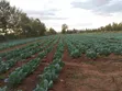 Riverfront Agricultural Land for Sale - Kampi Ya Moto - 1