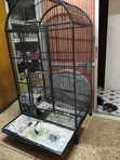 Bird Cage - Kasuku - 1
