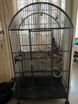 Bird Cage - Kasuku - 2