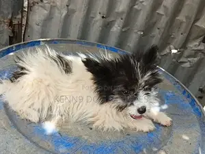 Vifaranga wa Papillon Safi - Miezi 1-3