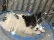 Vifaranga wa Papillon Safi - Miezi 1-3 - 1