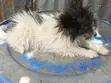 Vifaranga wa Papillon Safi - Miezi 1-3 - 2