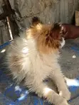 Vifaranga wa Papillon Safi - Miezi 1-3 - 3