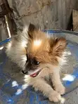 Vifaranga wa Papillon Safi - Miezi 1-3 - 4