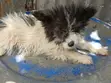 Vifaranga wa Papillon Safi - Miezi 1-3 - 5