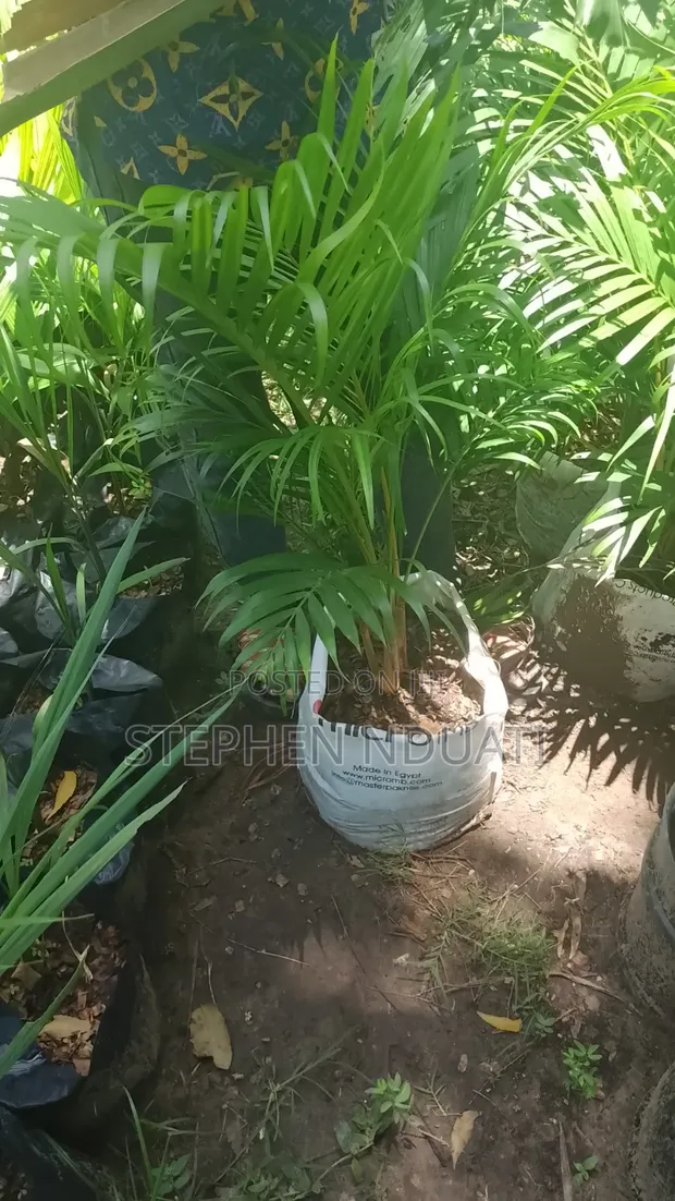 Golden Palm Mature Seedlings - 1