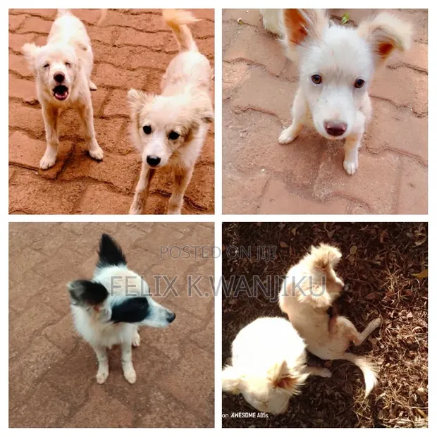 Purebred Chihuahua Puppy - 3-6 Months Male - 1