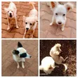 Purebred Chihuahua Puppy - 3-6 Months Male - 1