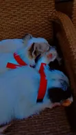 Purebred Chihuahua Puppy - 3-6 Months Male - 2