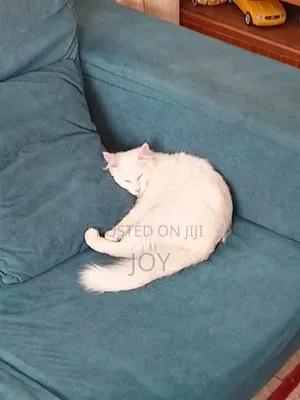 3-6 Month Male Mixed Breed Persian Kitten