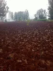 Half Acre Commercial Land for Sale in Kagio - 2