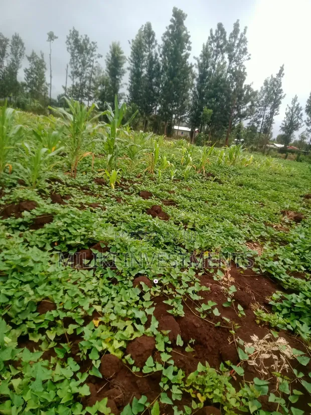 1 Acre Land for Sale in Kagio, Kirinyaga - 1