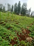 1 Acre Land for Sale in Kagio, Kirinyaga - 1