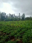 1 Acre Land for Sale in Kagio, Kirinyaga - 2