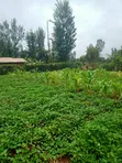1 Acre Land for Sale in Kagio, Kirinyaga - 3