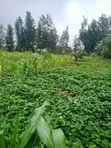 1 Acre Land for Sale in Kagio, Kirinyaga - 4