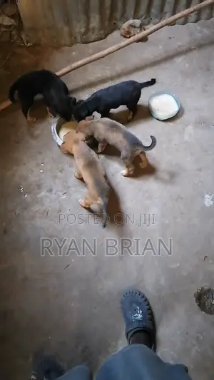 0-1 Month Female Mixed Breed German Shepherd Puppy