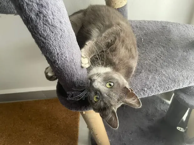 Russian Blue Mzazi wa Kike, Miezi 6-12 - 1