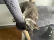 Russian Blue Mzazi wa Kike, Miezi 6-12 - 1