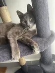 Russian Blue Mzazi wa Kike, Miezi 6-12 - 2