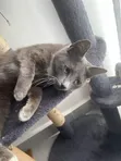 Russian Blue Mzazi wa Kike, Miezi 6-12 - 3