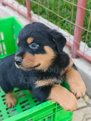 Purebred Rottweiler Puppies (0-1 Month)