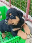Purebred Rottweiler Puppies (0-1 Month) - 1