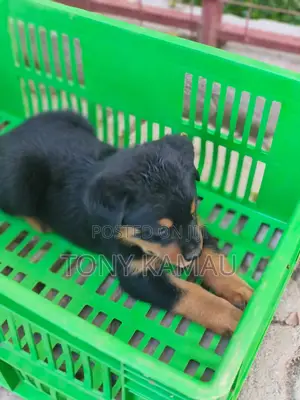 Purebred Rottweiler Puppies (0-1 Month)