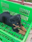 Purebred Rottweiler Puppies (0-1 Month) - 2