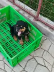 Purebred Rottweiler Puppies (0-1 Month) - 3