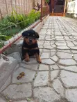 Purebred Rottweiler Puppies (0-1 Month) - 4