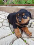 Purebred Rottweiler Puppies (0-1 Month) - 5